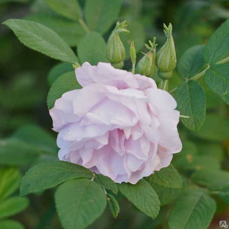 Розы ругоза: лучшие сорта и технология выращивания
