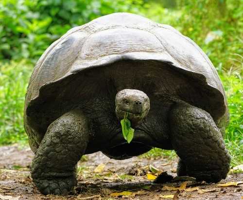 7 самых старых черепах в мире
