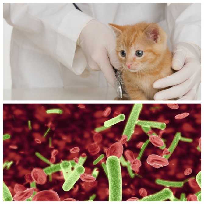Вирусный иммунодефицит у кошек: симптомы, диагностика, лечение