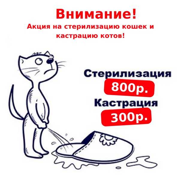Кастрация кота - цена в москве, сколько стоит касртировать кота | ветклиника зоостатус