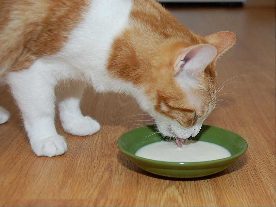 Почему кошки закапывают еду: 8 возможных причин