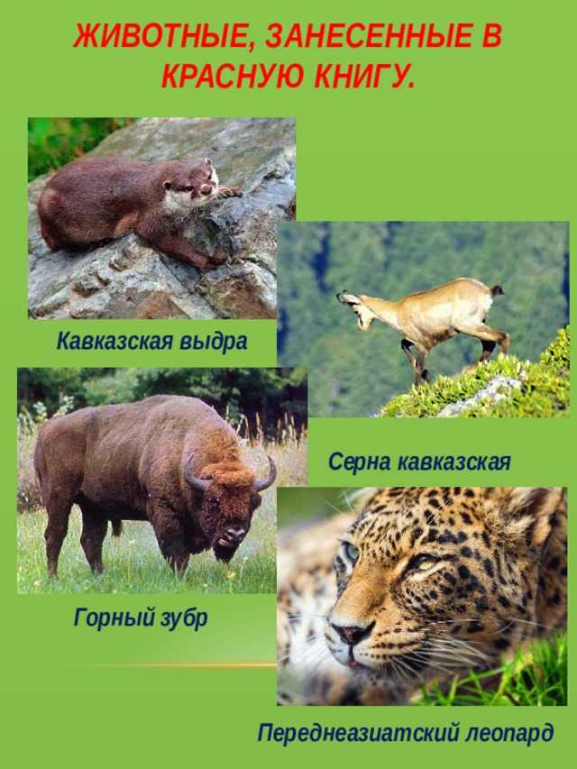 Редкие виды животных из красной книги россии - zefirka