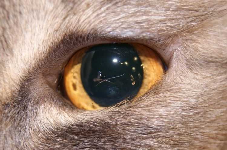 Почему у кошки слезятся глаза | блог ветклиники "беланта"