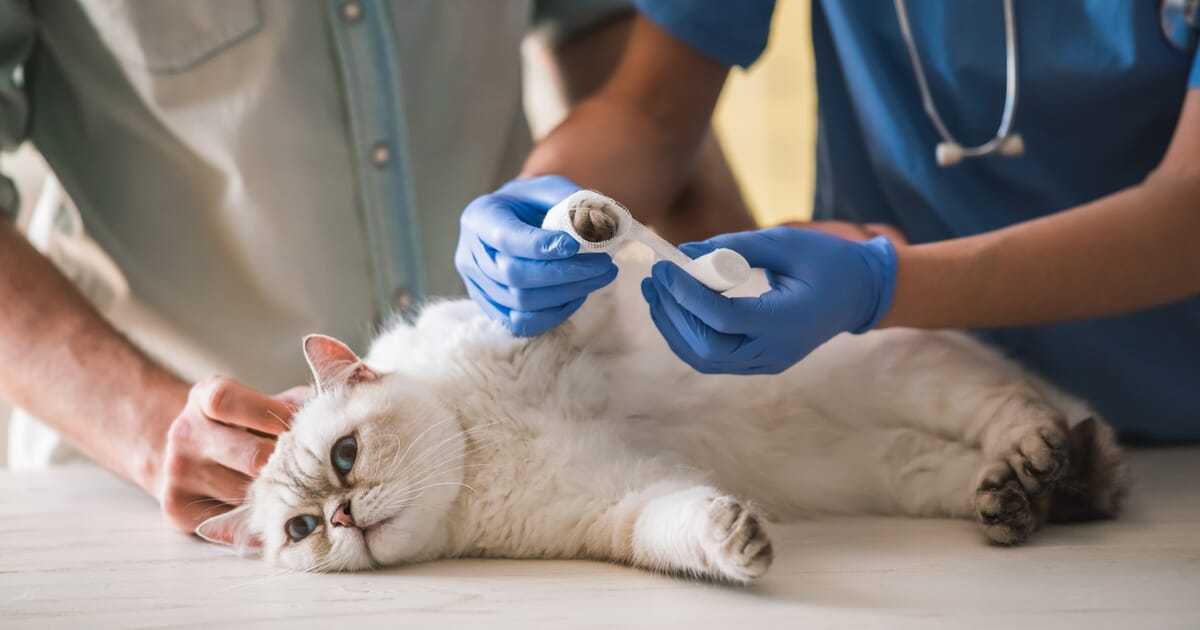 Лечение непроходимости кишечника, запора и поноса у кошек