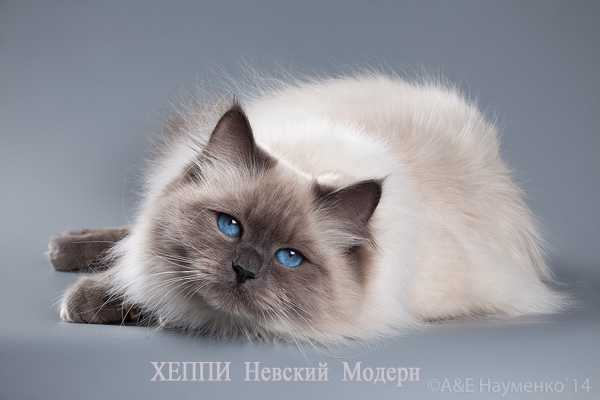 Невские маскарадные кошки: описание породы, особенности содержания