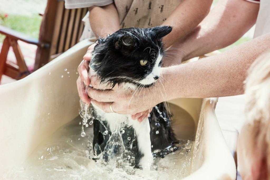Можно ли мыть кошку хозяйственным мылом