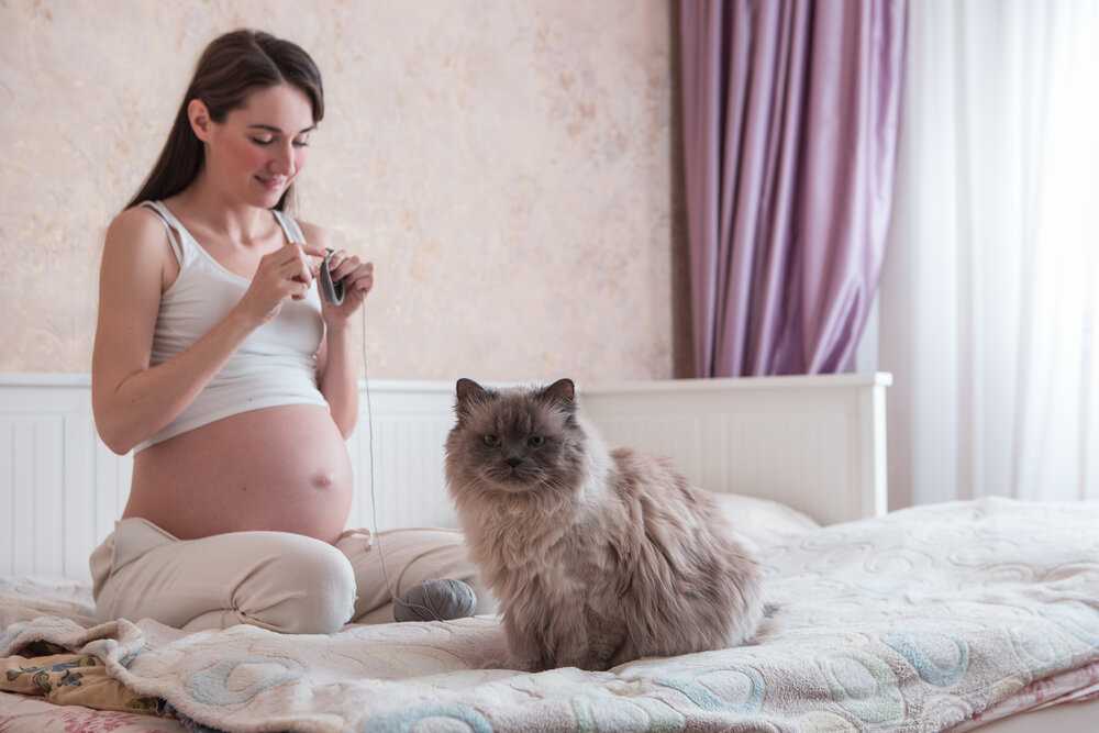 Почему беременным нельзя гладить кошек: приметы и поверья
