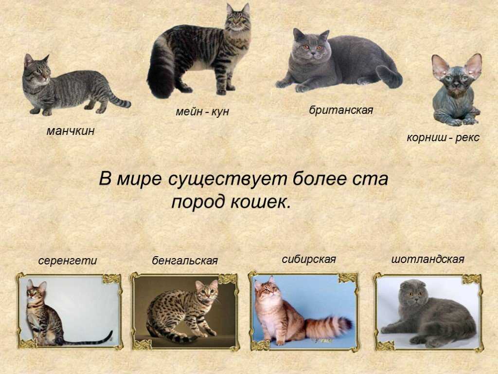 Сколько существует пород кошек в мире
