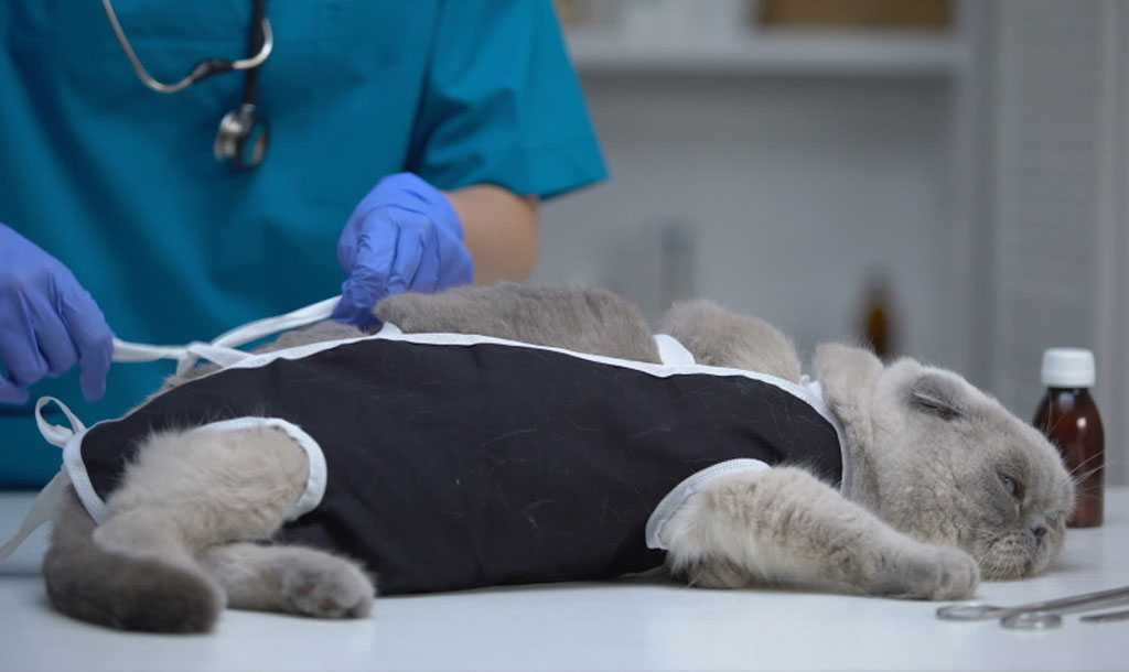 Вялость кошки после стерилизации: что делать?