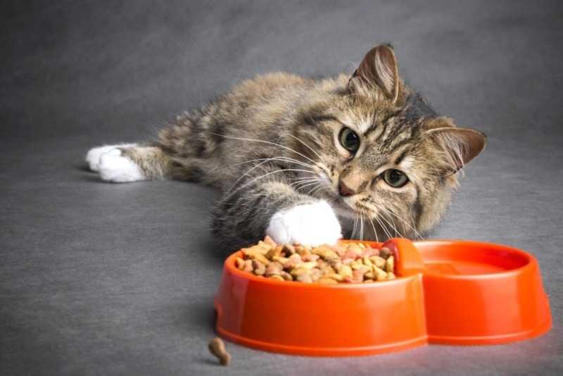 Для чего кошка закапывает миску с едой - oozoo.ru