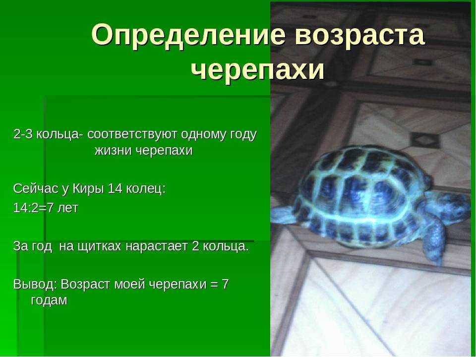 Содержание среднеазиатской черепахи. советы, пример содержания