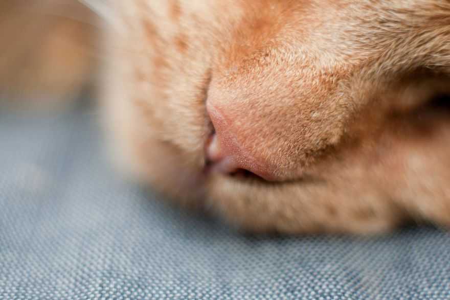 Нос кошки. Влажный нос у кошки