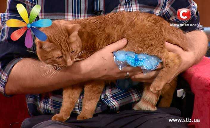 Тепловой удар у кошек: симптомы и лечение - блог о животных - zoo-pet.ru