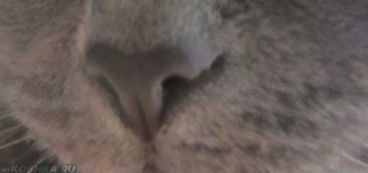 Сухой нос у кота. что это значит? список опасных болезней и естественных причин