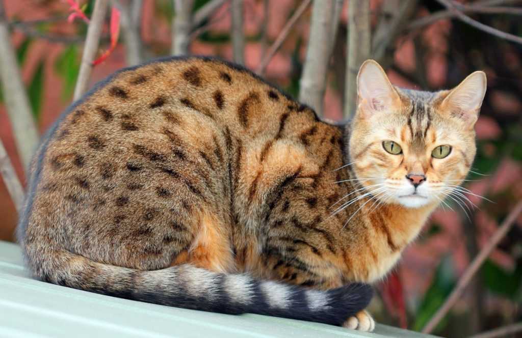 Саванна (обзор породы кошек): фото, описание породы, характер, цена котенка, история появления