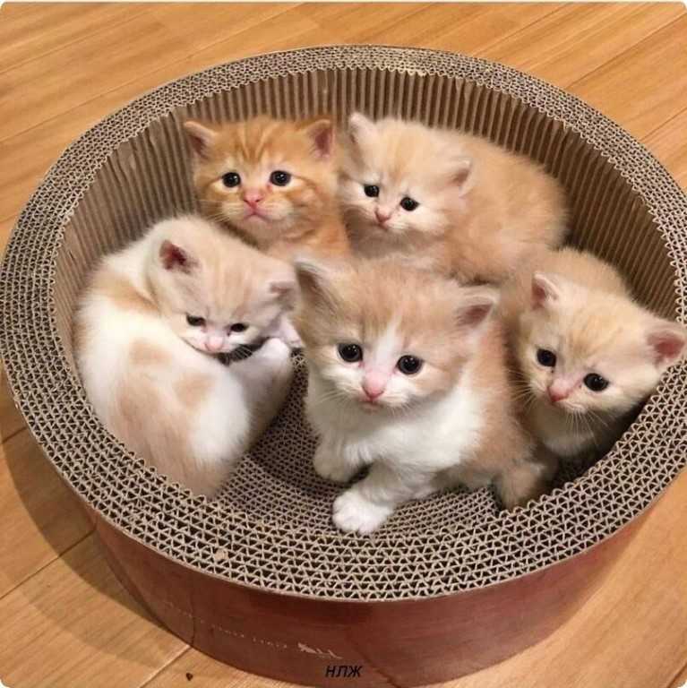 20 ласковых и заботливых мам-кошек, позирующих со своими маленькими копиями