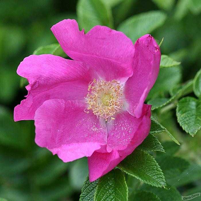 Роза морщинистая: фото, описание, посадка и уход, отзывы
