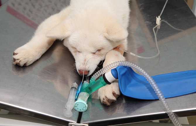 Сколько кошка отходит от наркоза после стерилизации