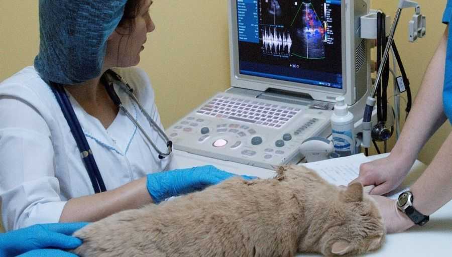 Пульс у кошек: основные сведения и способ измерения