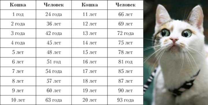 Продолжительность жизни кота в домашних условиях
