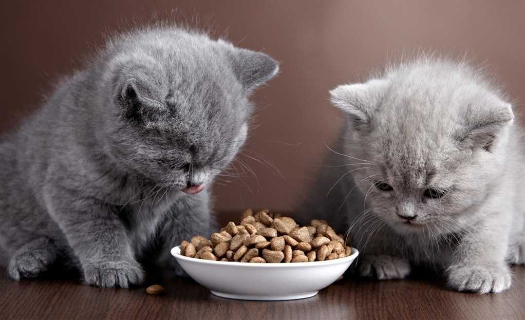 Чем можно кормить маленьких котят: меню в 1, 2 или 3 месяца