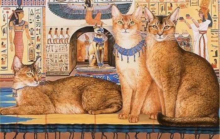 Откуда и от кого появились кошки на земле. история возникновения современных домашних кошек откуда на земле взялись кошки