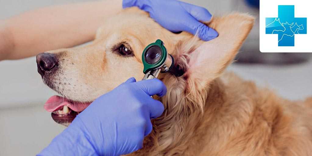 Пироплазмоз у собаки: симптомы, диагностика, лечение, профилактика и уход - узнайте, как уберечь питомца от пироплазмоза