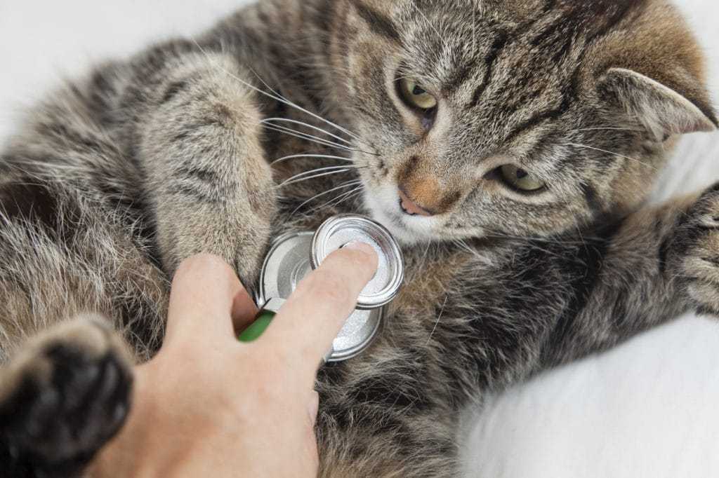 У кошки повысилась температура - что делать? | симптомы высокой температуры у кошек