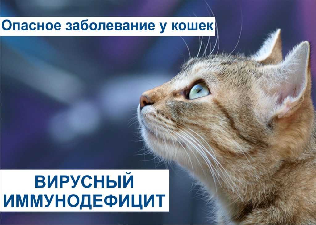 Вирусный иммунодефицит кошек | сеть ветеринарных клиник «ветус»