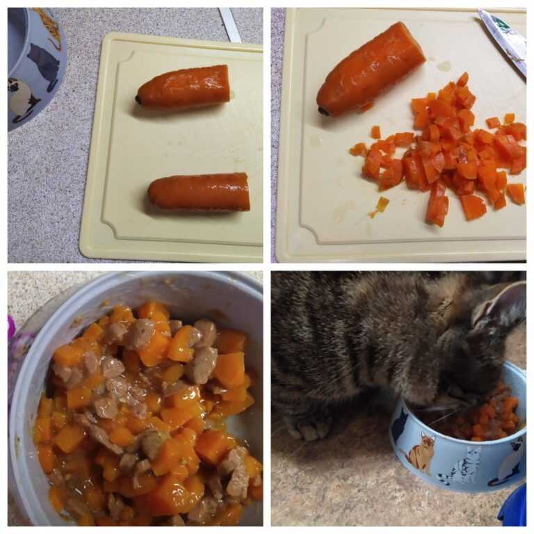 Рецепты корма для кошек и котов: домашняя еда своими руками, как приготовить блюда из мяса, рыбы, субпродуктов, супы, домашние крокеты