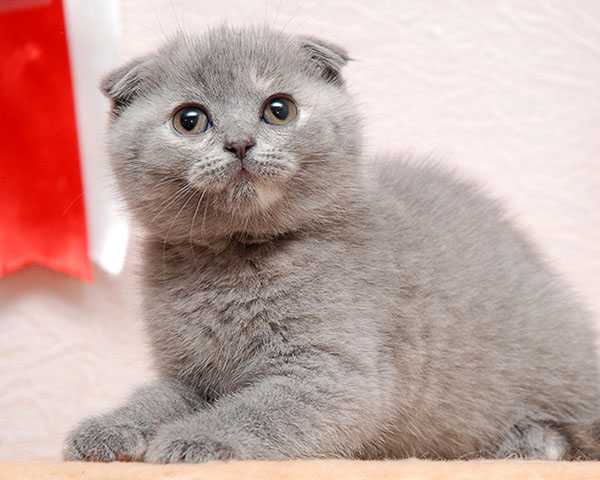 Имена для шотландского вислоухого котенка: выбираем кличку по внешнему виду и характеру