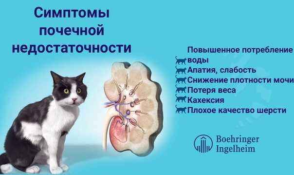 Гипертония у кошки