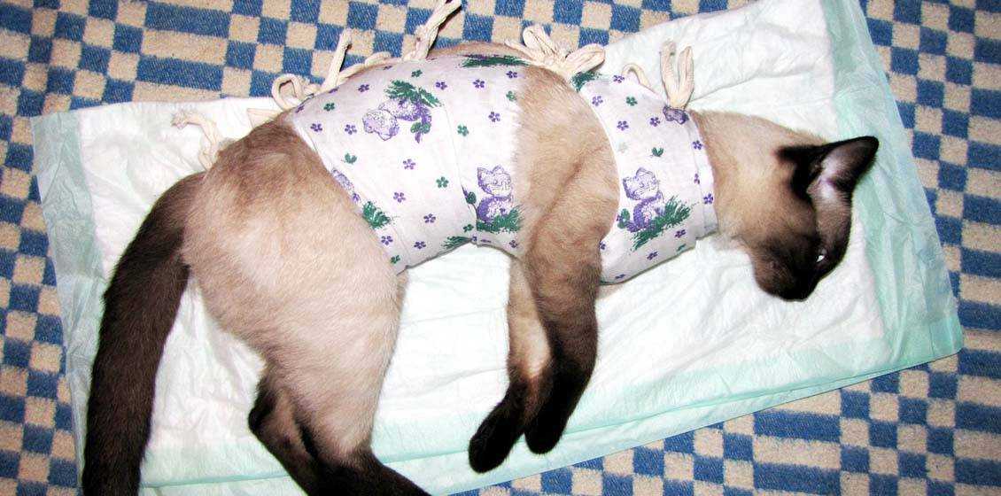 Стерилизация кошки (старая статья)