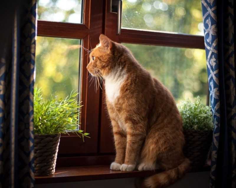 Почему кошки прыгают из окна: как можно предотвратить эту ситуацию.Чем опасно падение кота с высоты Что делать в первую очередь, если это произошло