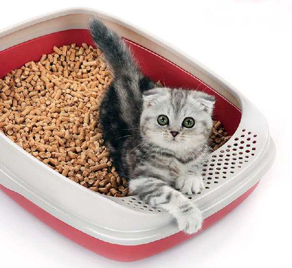 Можно ли размачивать сухой корм для кошек