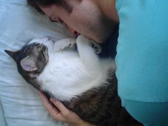 Почему нельзя обнимать и целовать котов и кошек: медицинские и другие аспекты проблемы