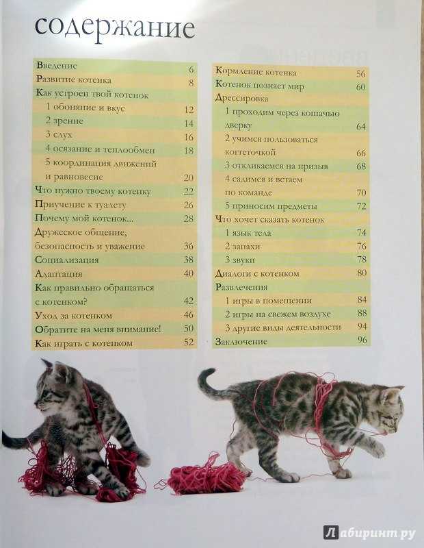 Чем кормить котенка в 3-4 месяца: рекомендации по организации питания