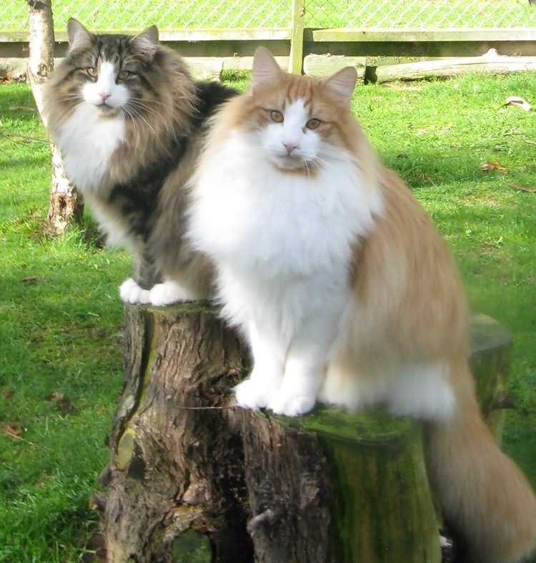 Европейская кошка
