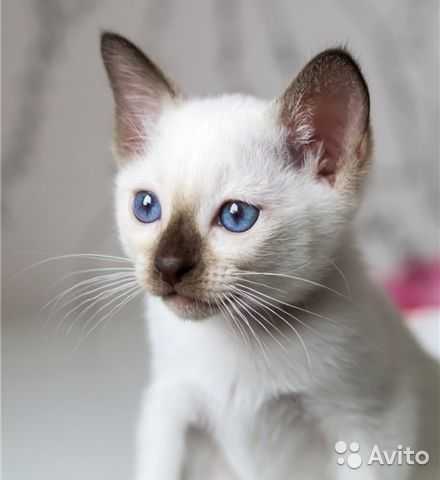 Тайская кошка: описание породы и характер, уход, кормление, достоинства