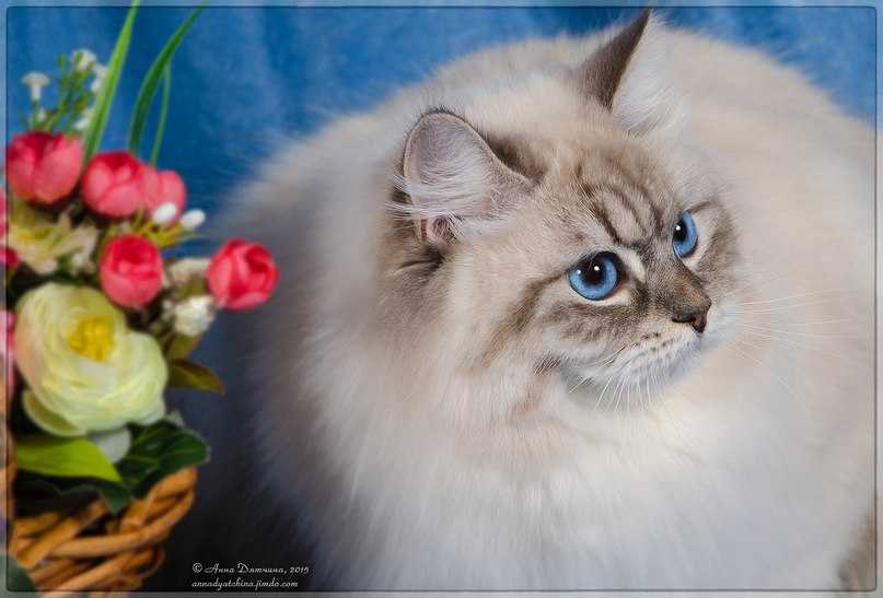 Невская маскарадная кошка: голубоглазая красотка в карнавальной маске