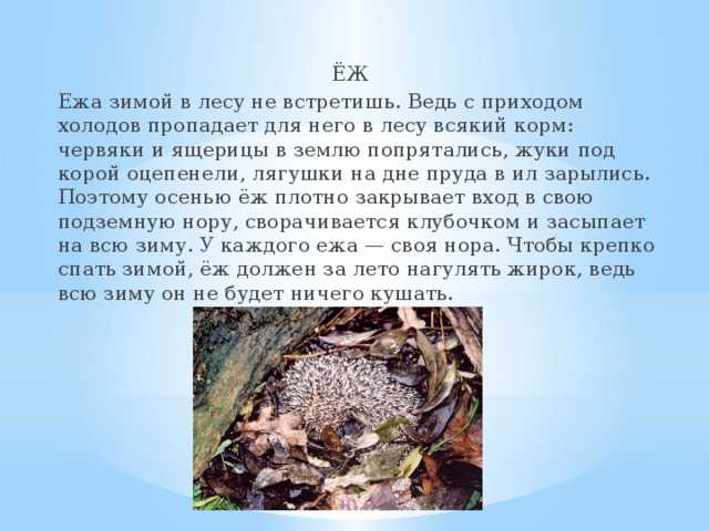 Зимуют красноухие черепахи домашних условиях