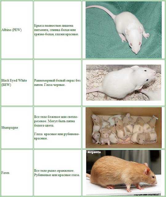 Декоративные сфинксы: все о крысах лысой породы
