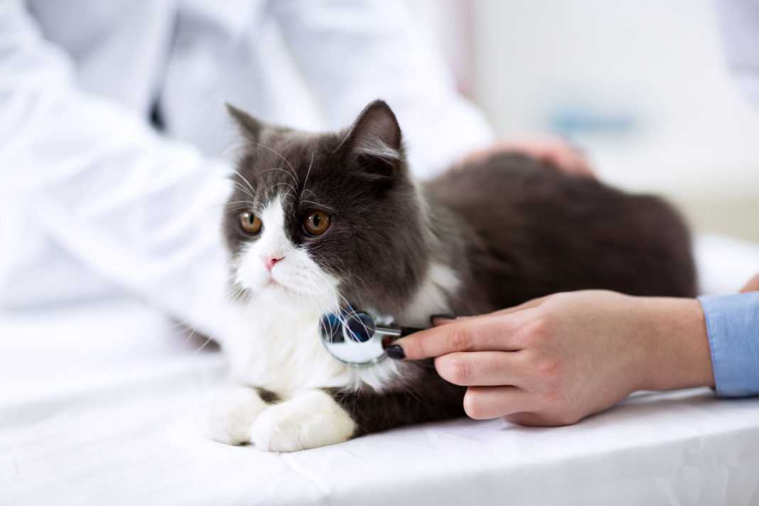 Понос у кошки: причины, виды, лечение