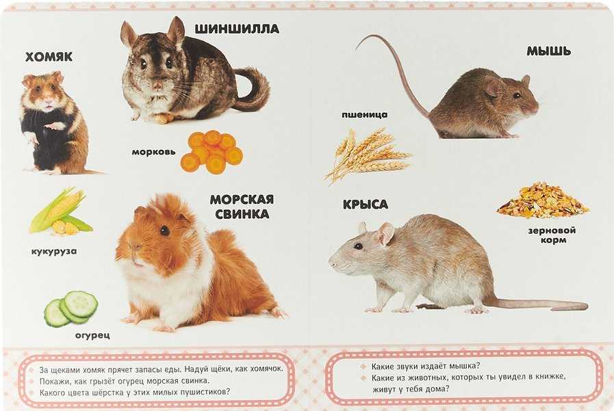 Особенности поведения крыс, о которых вы, возможно, не знали. зрение у крыс