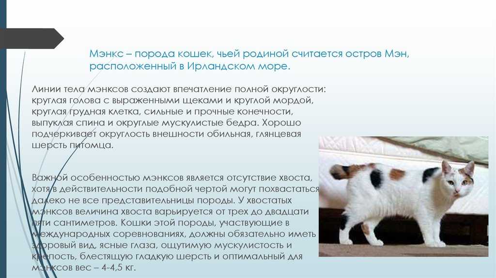 Шантильи-тиффани: все о кошке, фото, описание породы, характер, цена