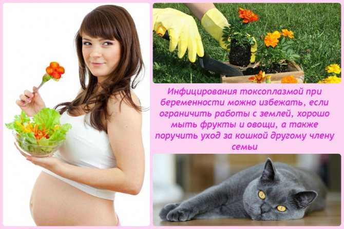 Почему беременным нельзя трогать кошек
