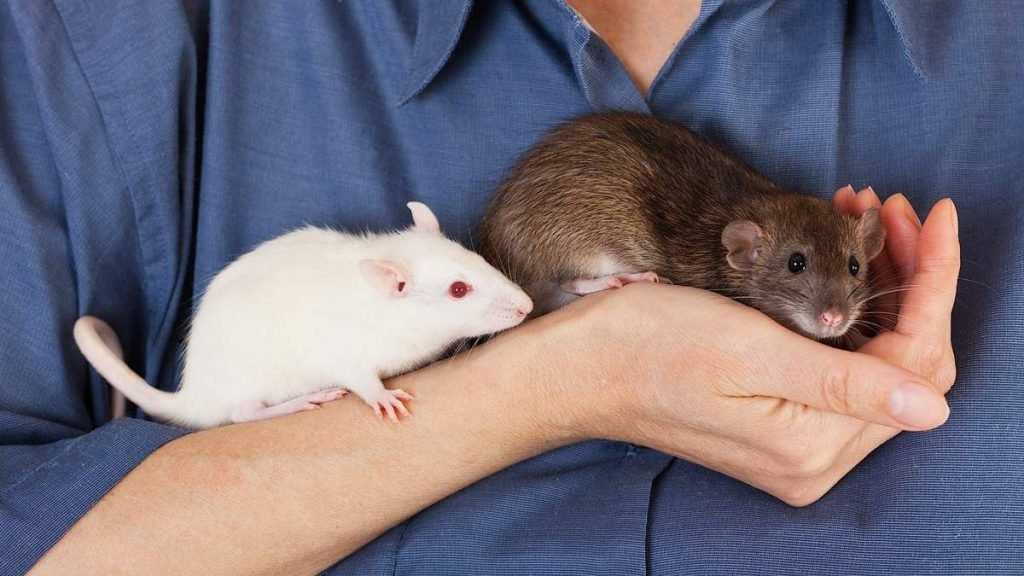 Самые популярные породы домашних декоративных крыс