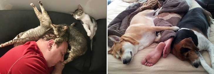 5 причин, почему кошка спит у головы хозяина – что делать