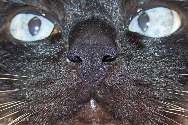 У кошки ломаются усы: выявляем главные причины
