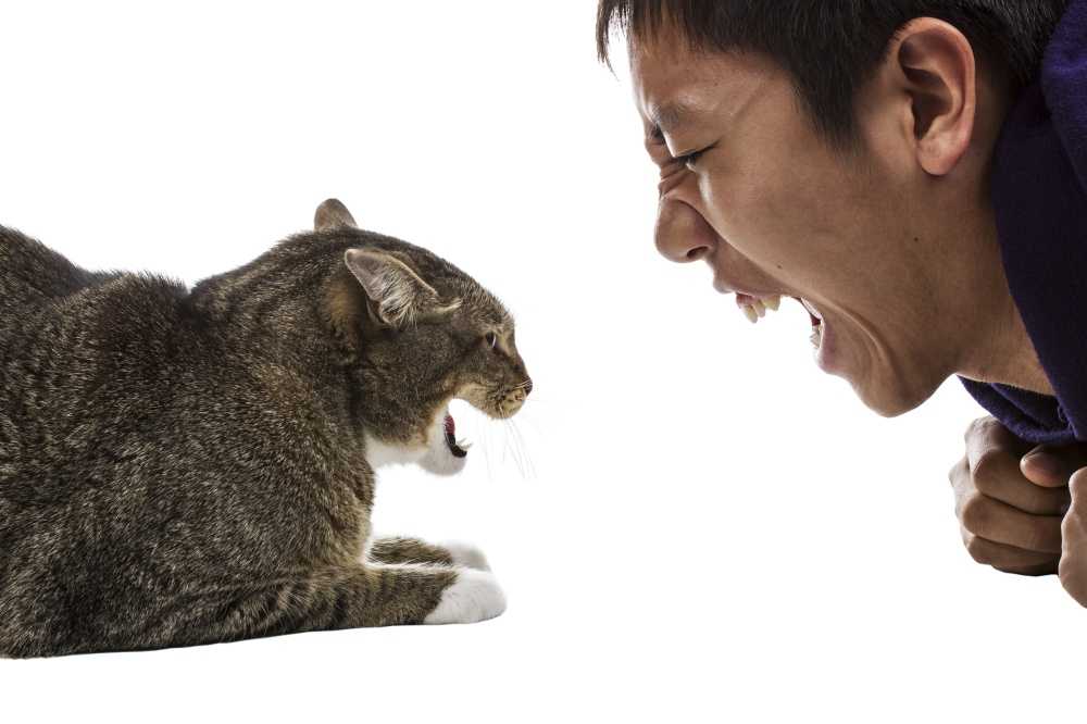 Почему кошка нападает, кусается и царапается?